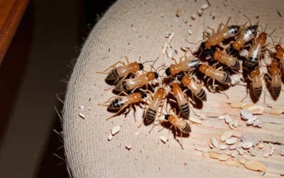 Dedetização em Cachoeiras de Macacu