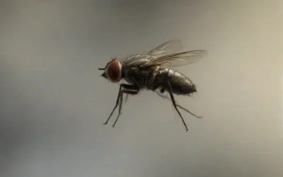 Dedetização em Rio Bonito