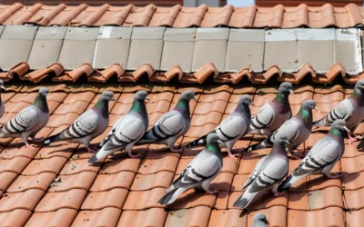 Sanitização no rio de janeiro