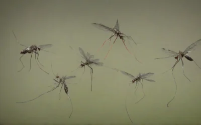 Desinfecção e Sanitização no rio de janeiro