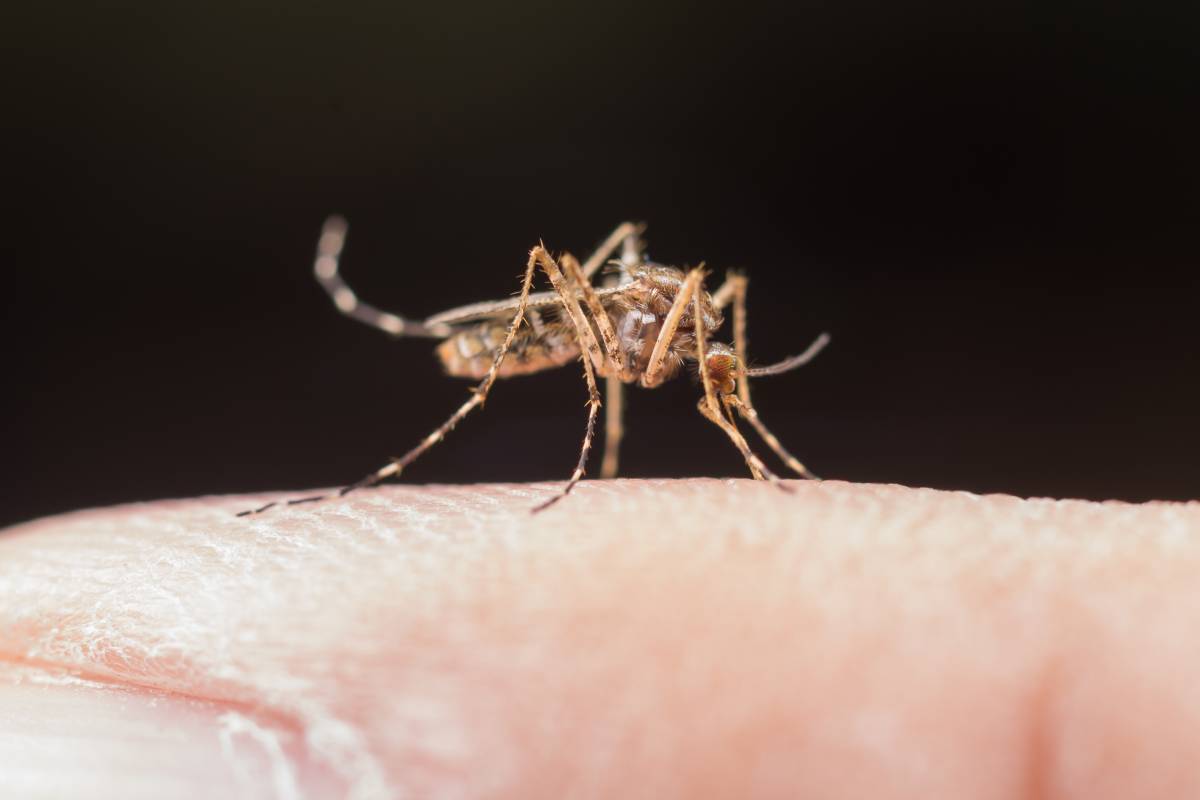 Dedetização de Mosquitos RJ - Dedetizadora Mosquitos - Rio de Janeiro