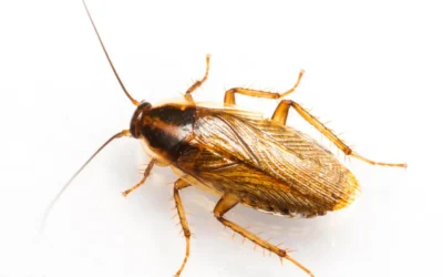 Baratas francesinhas RJ: porque elas se proliferam tão rápido