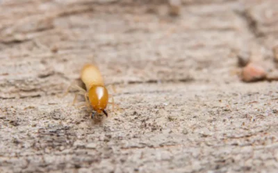 Cupins no RJ: como evitar prejuízos invisíveis no seu imóvel