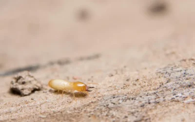 Dedetização de cupim no RJ com barreira química: quando é indicada