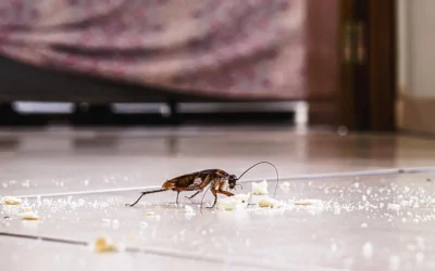 Dedetizadora de baratas no RJ: métodos modernos de controle