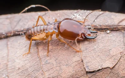 Descupinização RJ: quanto tempo dura o efeito do serviço