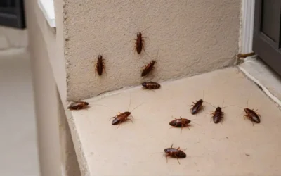 Controle de baratas francesinhas na Barra da Tijuca: riscos e soluções