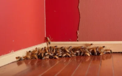 Cupins na Barra da Tijuca: por que o bairro exige atenção redobrada