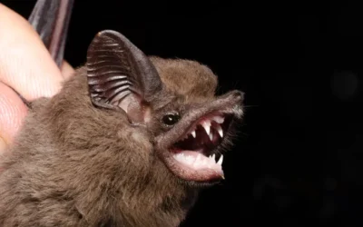 Captura de morcegos sem agressão: como a New Clean devolve o animal à natureza com segurança