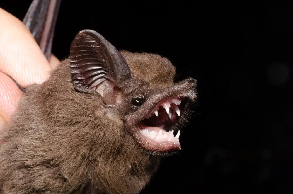 Captura de morcegos sem agressão: como a New Clean devolve o animal à natureza com segurança