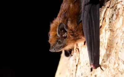 Controle de Morcegos: como funciona o atendimento da New Clean em ocorrências com morcegos