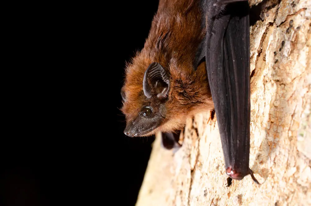 Controle de Morcegos: como funciona o atendimento da New Clean em ocorrências com morcegos