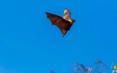Controle de Morcegos: Presença de morcegos em casa não é motivo para pânico, mas exige ação profissional