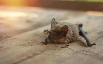 Morcego entrou na sua residência? Saiba como a New Clean realiza a captura segura e a desinfecção do ambiente