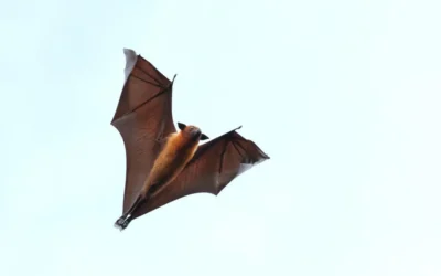 Morcegos em áreas residenciais: quando a simples retirada não é suficiente