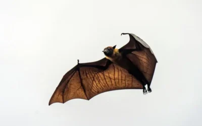 Odores, fezes e contaminação: por que a desinfecção após a presença de morcegos é indispensável